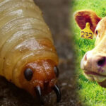 Van ya 40 casos confirmados de gusano barrenador en Querétaro