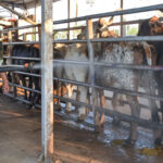 Alerta por gusano barrenador en Querétaro; suman 126 casos en el año. Afecta a múltiples especies en al menos siete municipios