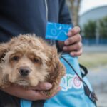 Entrega AMEQ más de 300 tarjetas Qrobus Petfriendly