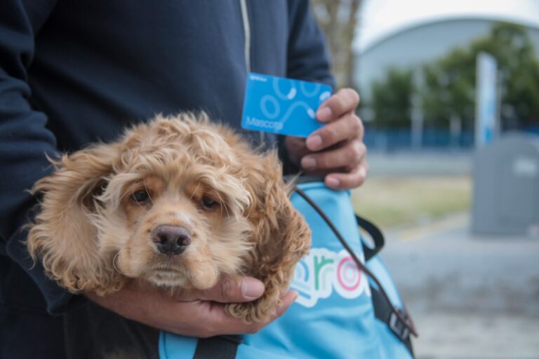 Entrega AMEQ más de 300 tarjetas Qrobus Petfriendly